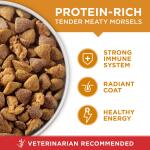 Purina ONE® SmartBlend Everyday Nutrition Adult Dog Dry Food - Chicken, High-Protein 31.1lb