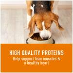 Simply Nourish® Source Kibble + Adult Dry Dog Food - Salmon, High-Protein, Grain Free 22lb