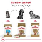 Royal Canin® Breed Health Nutrition® Dachshund Breed Specific Adult Dog Dry Food 10lb