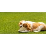 Lifeproof with Petproof TechnologyPremium Pet Turf 6 ft. x 7.5 ft. Green Artificial Grass Rug (LPPPET756)