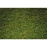 Lifeproof with Petproof TechnologyPremium Pet Turf 6 ft. x 7.5 ft. Green Artificial Grass Rug (LPPPET756)