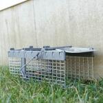 Havahart Small 1-Door Live Animal Cage Trap for Squirrel, Weasel, Chipmunk – Humane Catch-and-Release (1026)